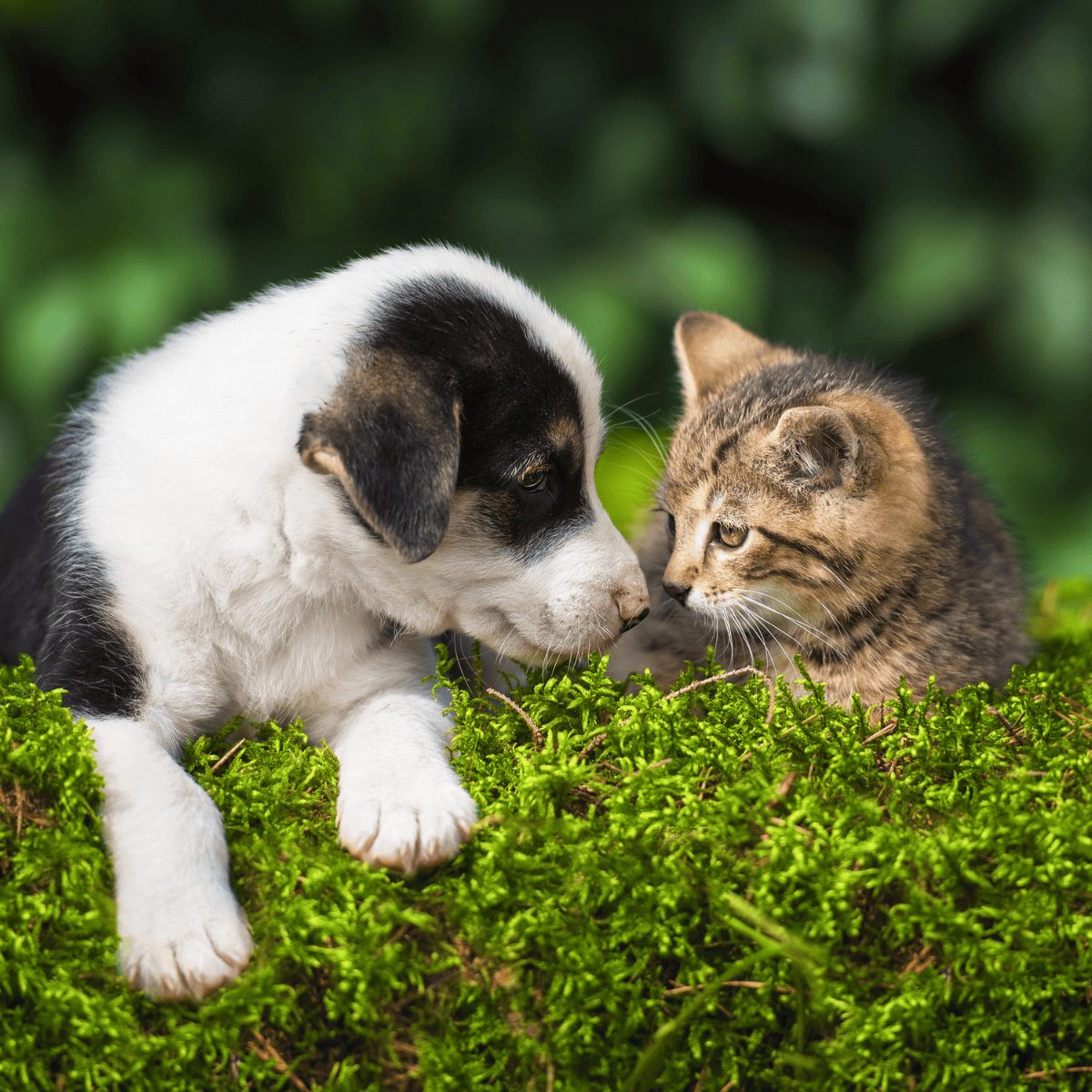 puppy and kitten