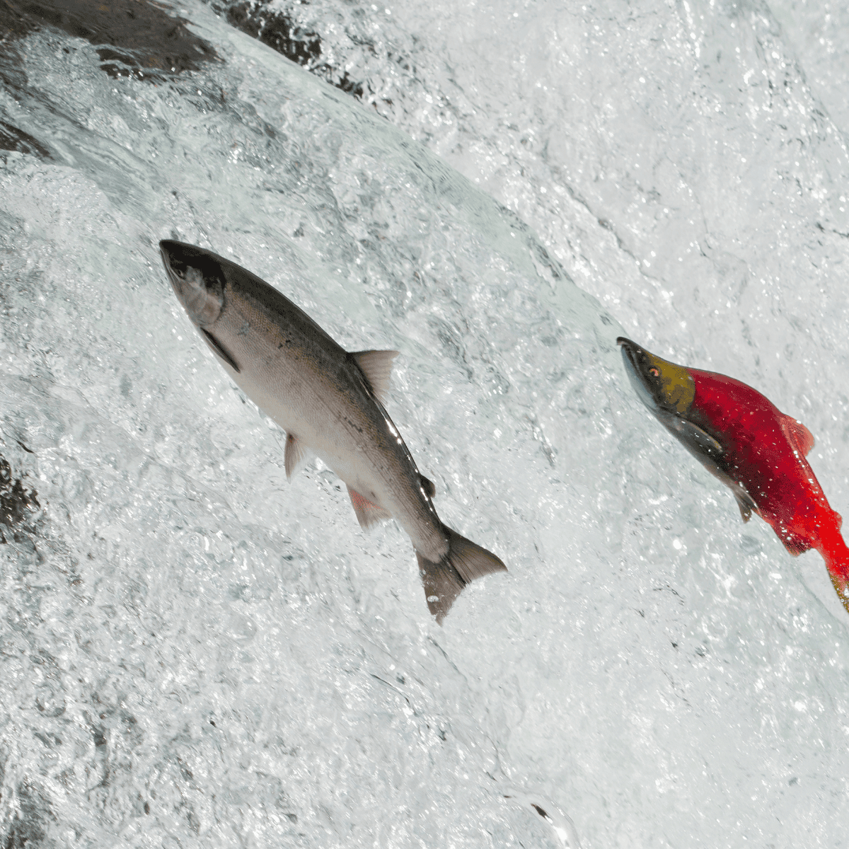salmon jumping