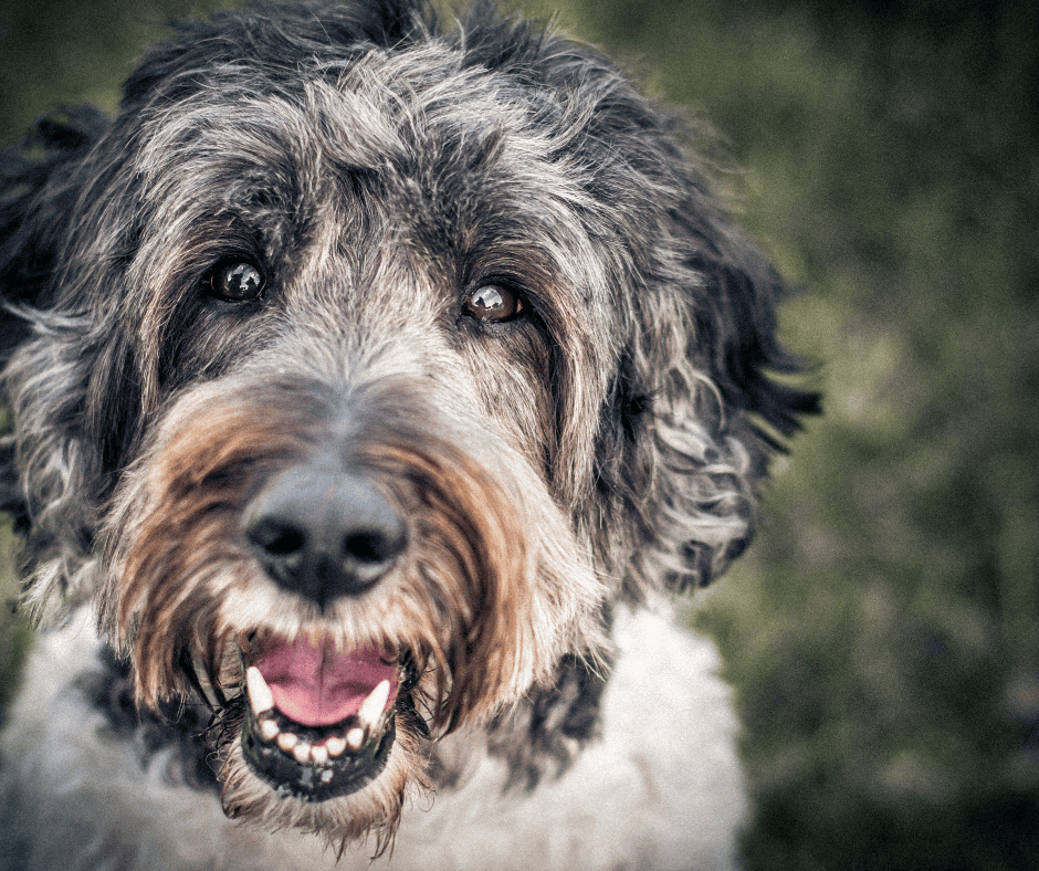 dog smiling with teeth